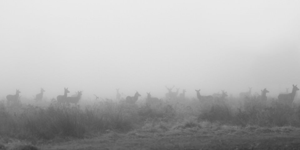 Deers In The Mist